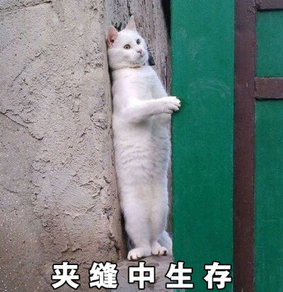 猫猫表情包，可爱沙雕统统拿捏