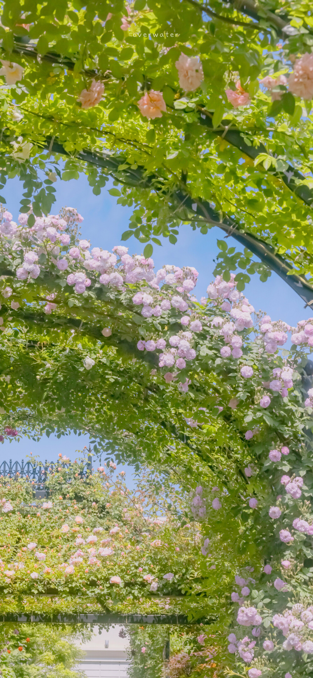 夏日鲜花壁