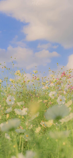 夏日鲜花壁