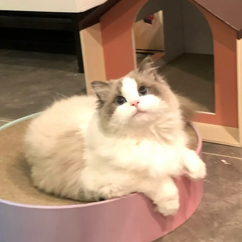 猫猫 小狗 修勾 可爱 宠物 小动物