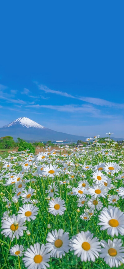 夏日壁纸 