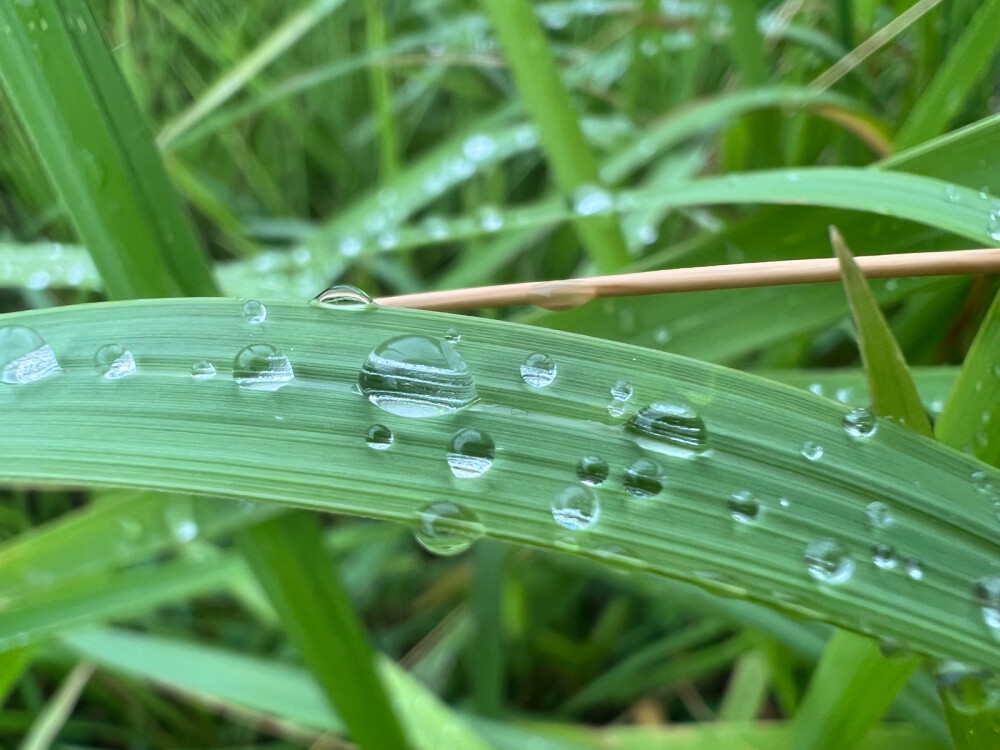 乡村夏日