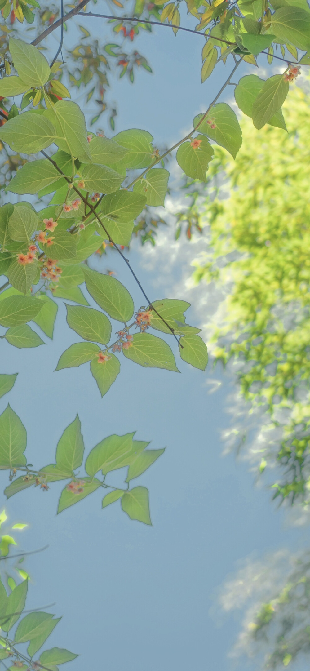 夏日鲜花壁纸