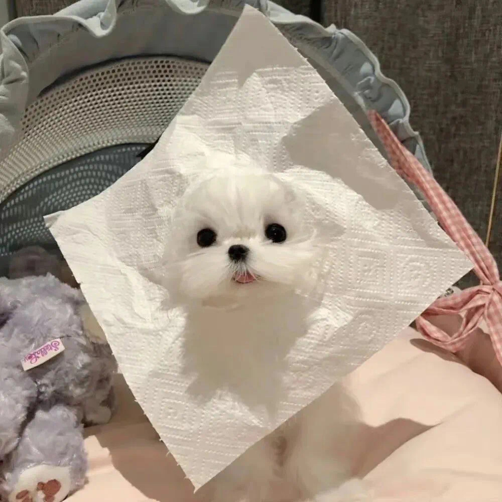 萌宠ins
