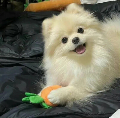 萌宠ins