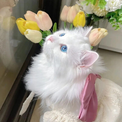 萌宠ins
