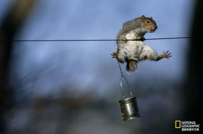 北美灰松鼠
在美国东部，一只失去一截尾巴的北美灰松鼠正在努力保持平衡。摄影：CHRIS JOHNS