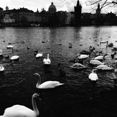 
(黑)*Dans le lac des cygnes_Cygne noir