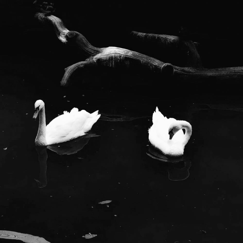 
(黑)*Dans le lac des cygnes_Cygne noir