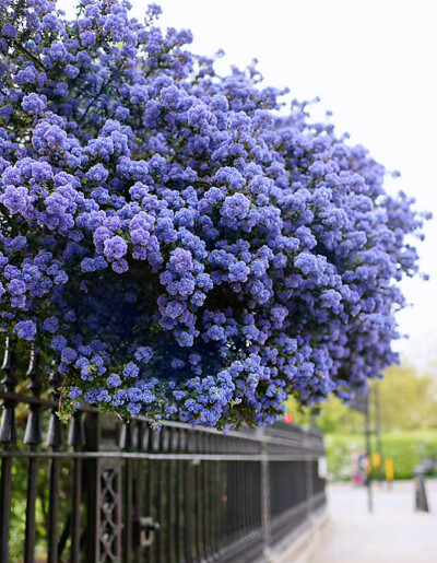 花树