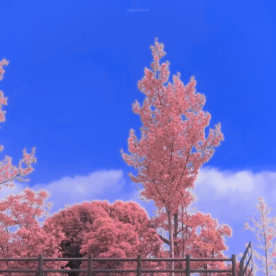 /“温柔与她并存”
迪丽热巴