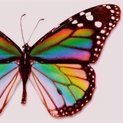 butterfly