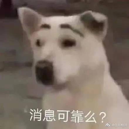 狗狗表情包