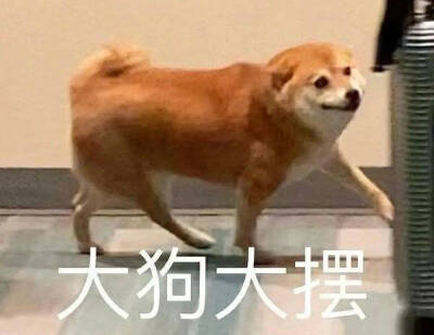 狗狗表情包