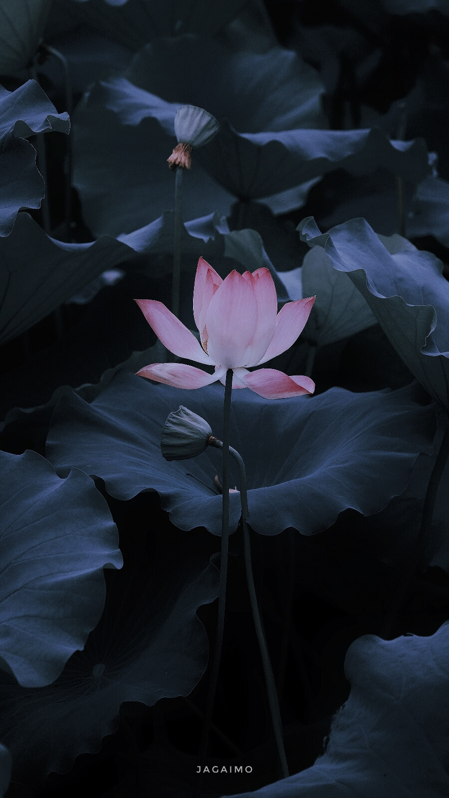 荷塘月色 背景图 壁纸 侵删
