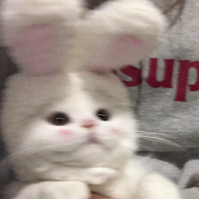 啊呜虎～