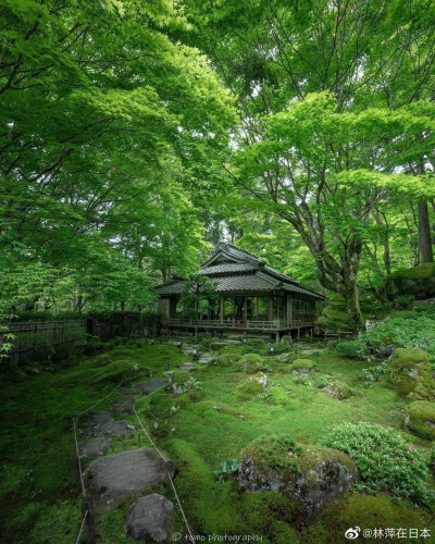 自然绿色森林，高清风景。