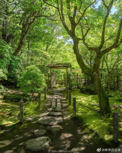 自然绿色森林，高清风景。