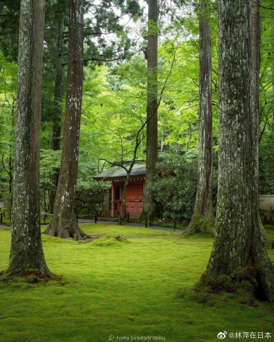 自然绿色森林，高清风景。