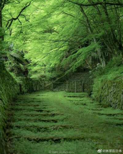 自然绿色森林，高清风景。