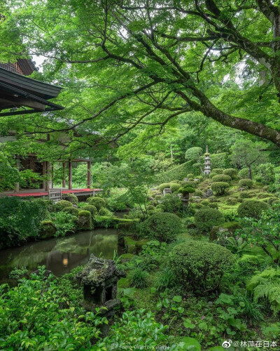 自然绿色森林，高清风景。