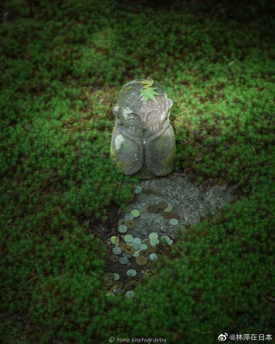 自然绿色森林，高清风景。