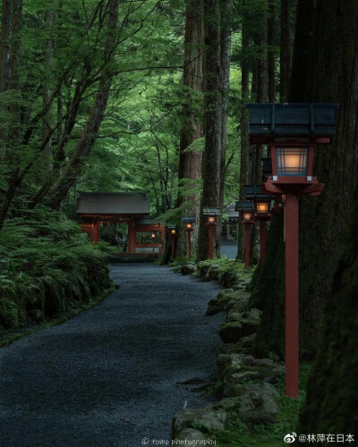 自然绿色森林，高清风景。