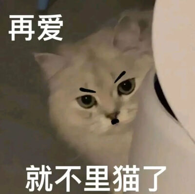 猫猫表情包