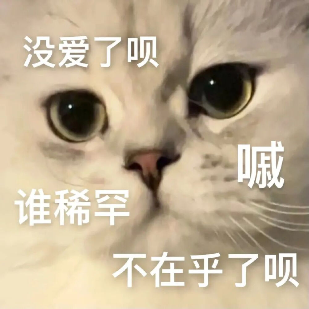 猫猫表情包