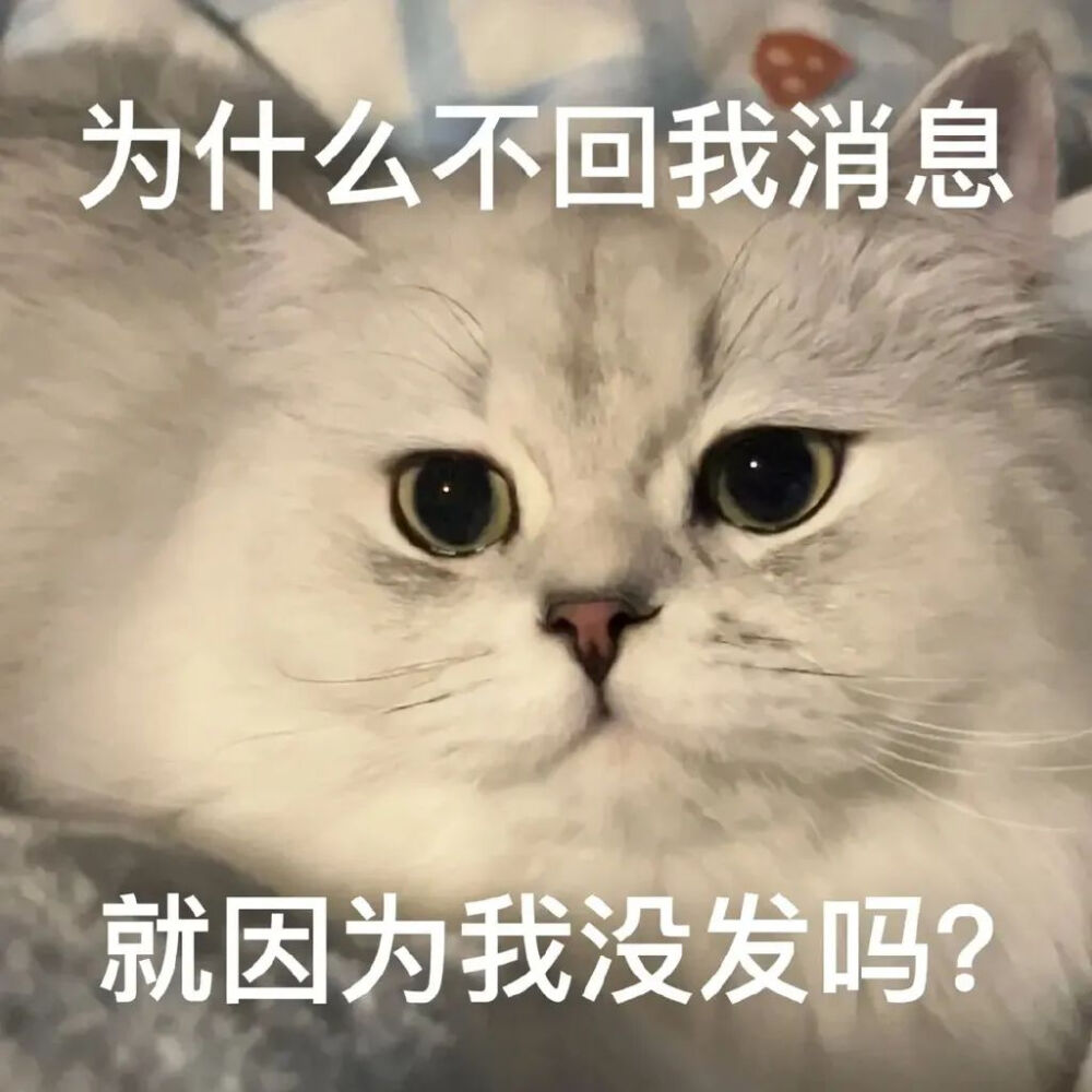 猫猫表情包