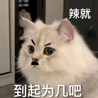 猫猫表情包