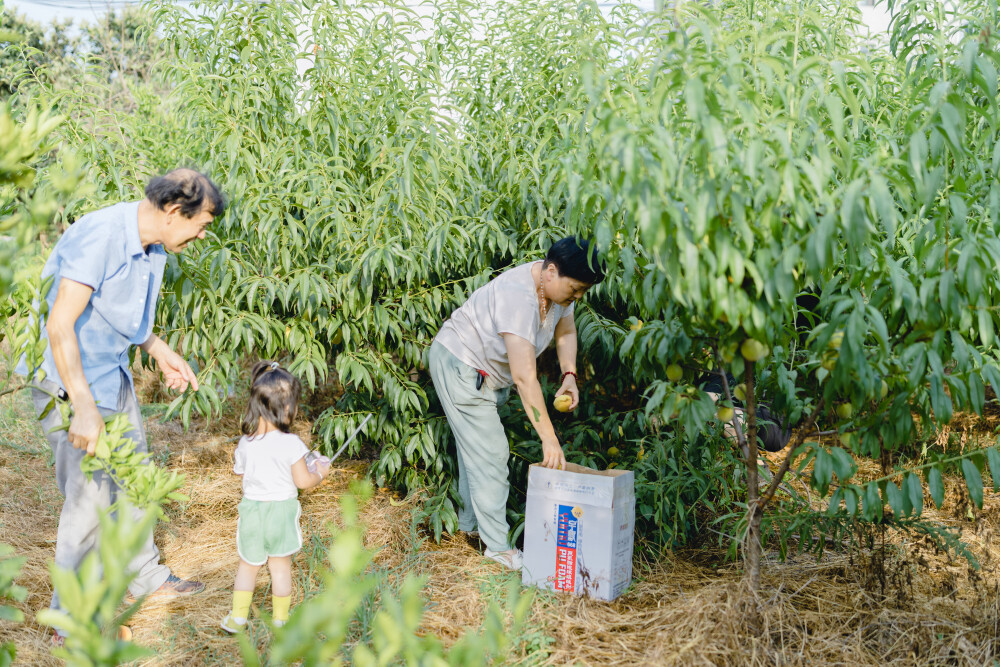 甜甜的都给你
摄影：洪小漩
出镜：家人
今年，蓝莓刚到了收获时节，爸妈就惦记着让我们回家。那些时日，菲比恰好在上虞阿太家，没能及时赶回浦江。所幸的是，我弟难得请出假来回了一趟浦江，将头茬蓝莓一网打尽。对此，爸妈很满意。
等我们终于回到浦江时，蓝莓已经在高温下几乎变成了蓝莓干，但是一旁的黄桃长势却有些喜人。得，都给它收了，带走。
菲比其实不爱吃水果，但是，我爸声情并茂描述蓝莓多美味的样子，着实让我对他那炉火纯青的演技有了全新认识。惹得菲比皱着眉头，一边往嘴里塞蓝莓一边说着“还要”。
我爸在一旁笑眯眯看着菲比分享他劳作的果实，妥妥一个人间最慈祥的外公。
那么多年，我家一直都是慈父严母