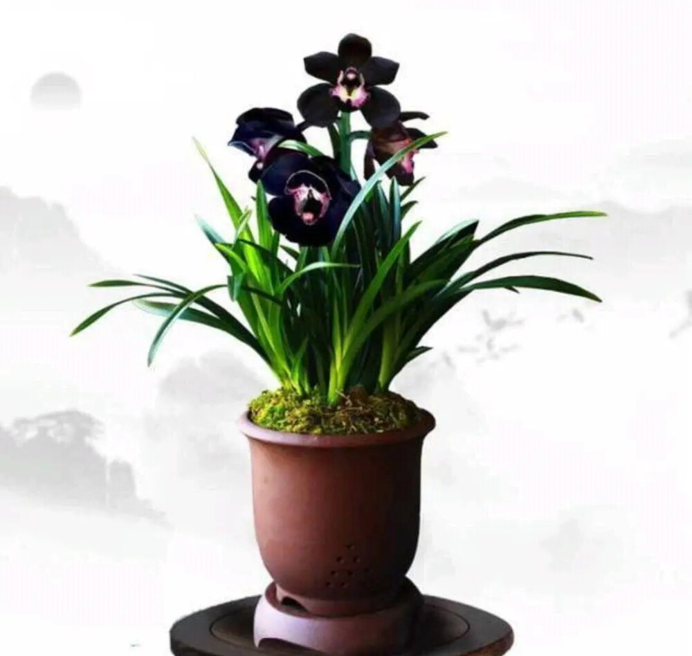 "黑雪姬"兰花 "黑雪姬"兰花被誉为"神秘王子",花色罕见,黑杆黑花,开花