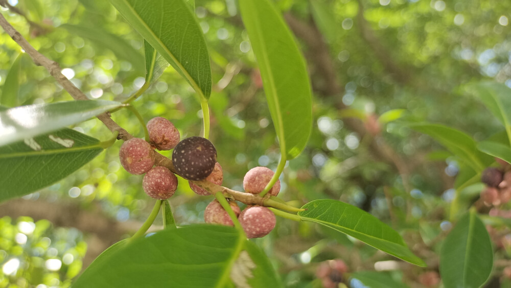 吉安隨拍：榕樹果實(shí)