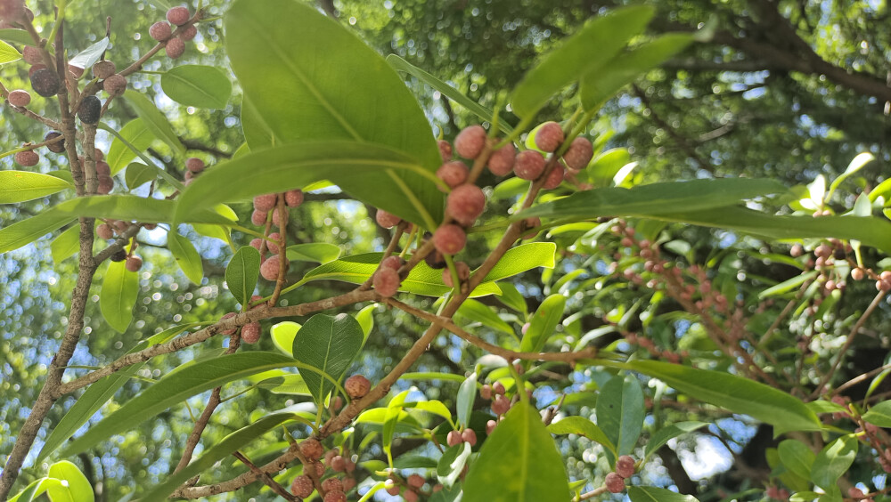 吉安随拍：榕树果实