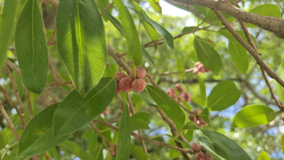 吉安随拍：榕树果实