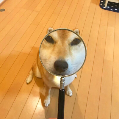 柴犬