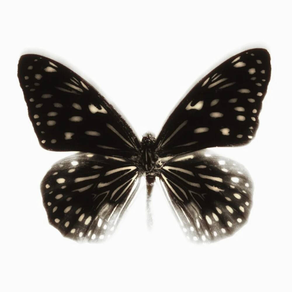 娜比 图源weibo@关于蝴蝶bot