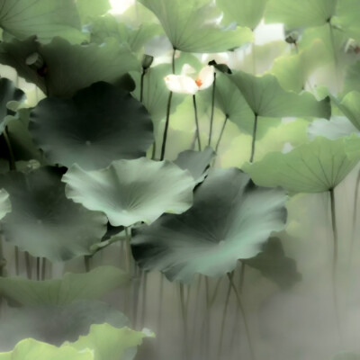 Forest bank*提笔书写情诗'
cr.赴暒