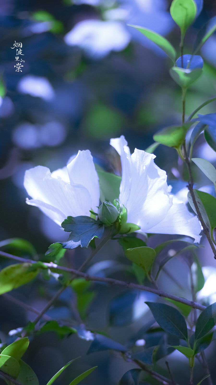 木槿花