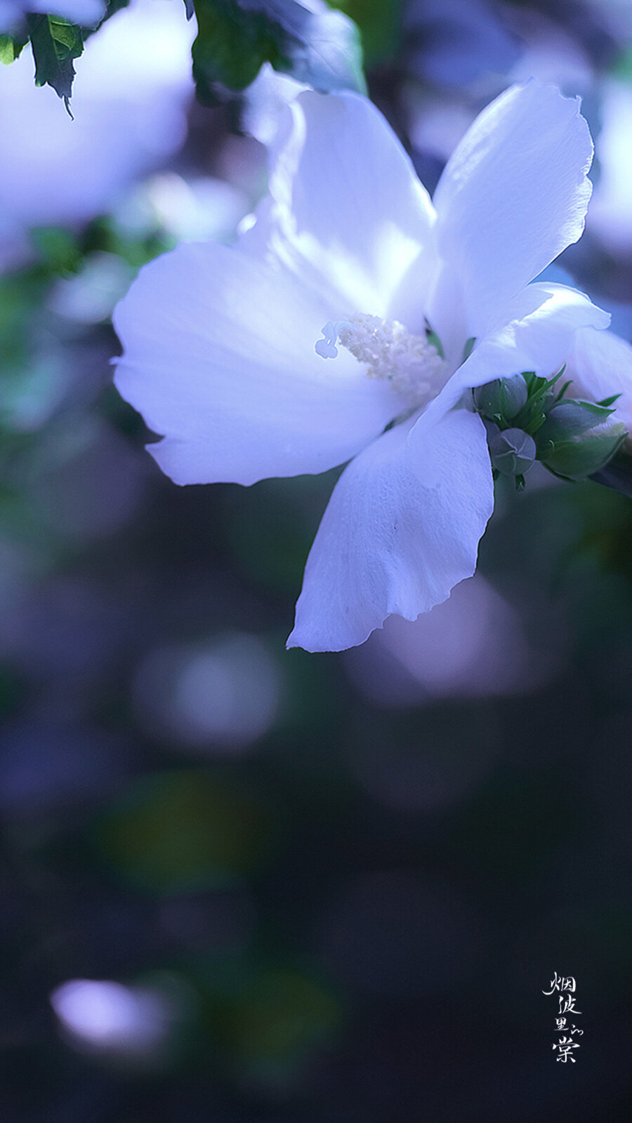 木槿花