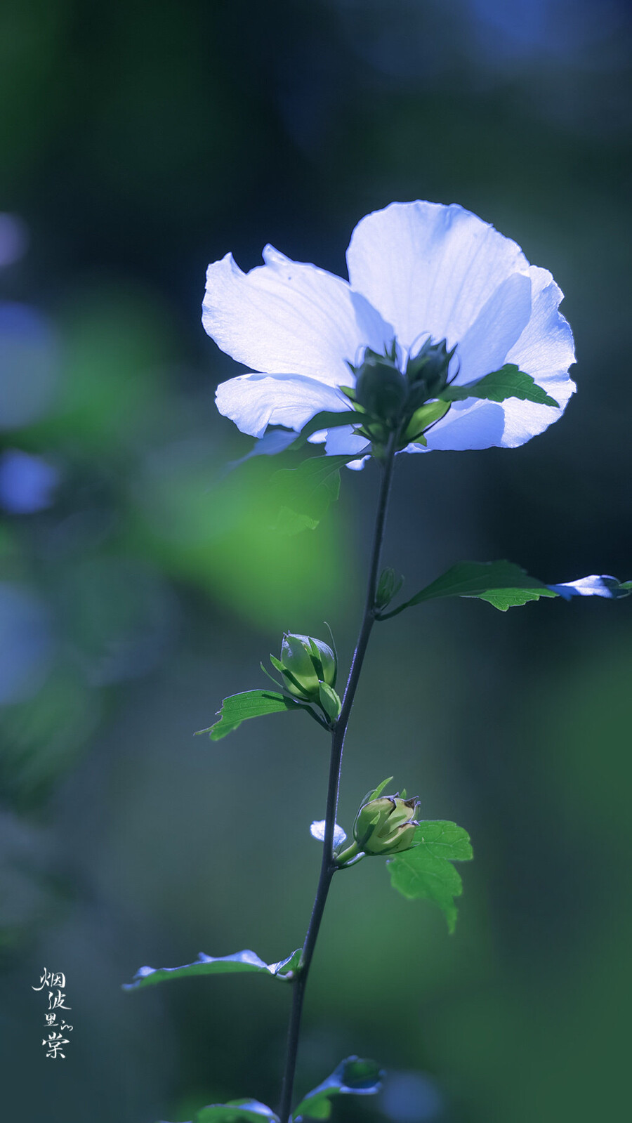 木槿花