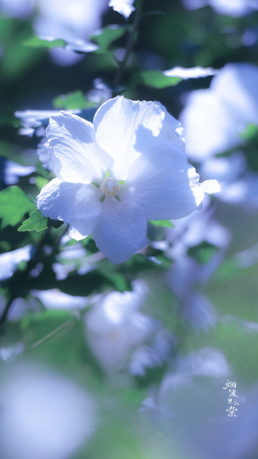 木槿花