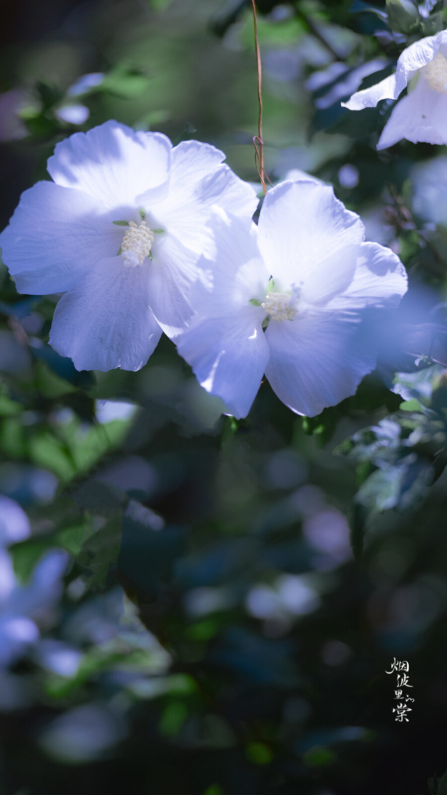 木槿花