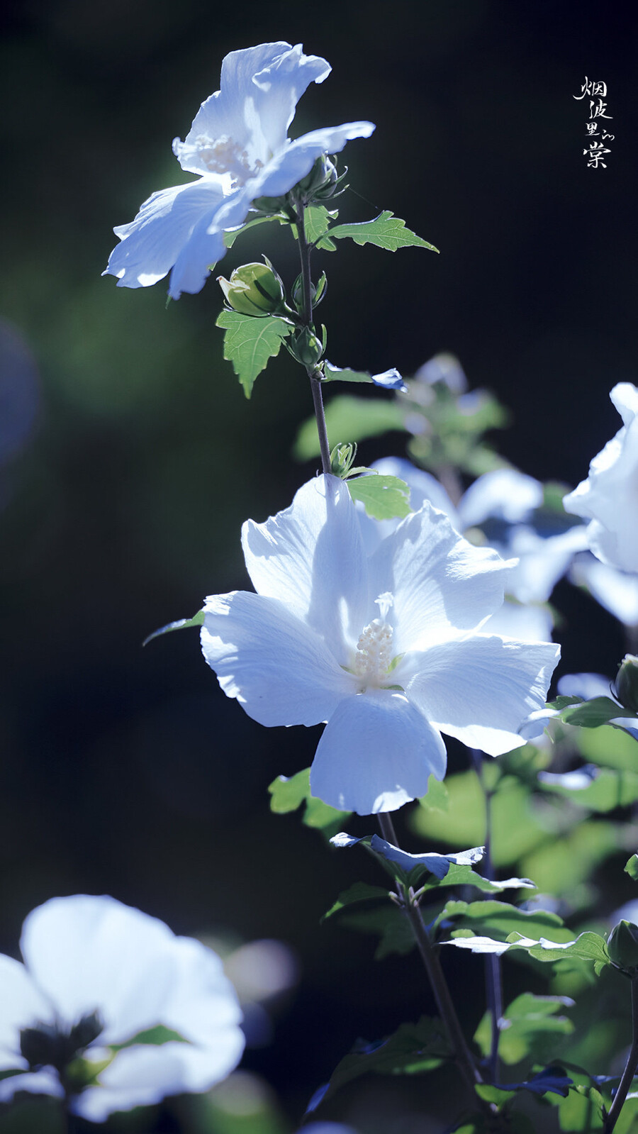 木槿花