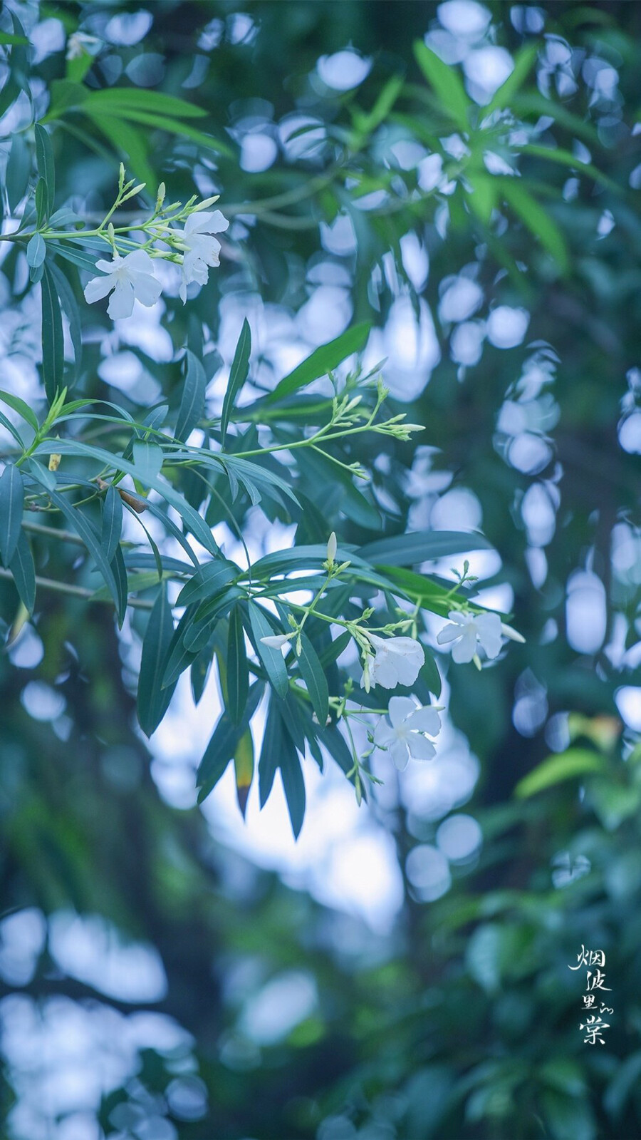 夹竹桃