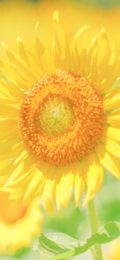 喜欢就是喜欢啊