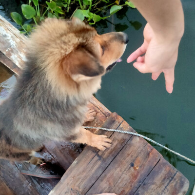 在家乡带田园犬座船