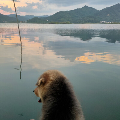 在家乡带田园犬座船