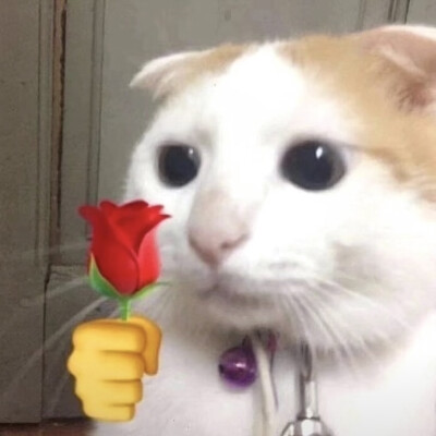 猫猫/可爱/小动物/玫瑰/侵权删